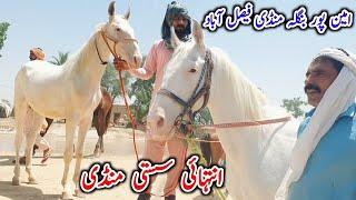 Aminpur Bangla Mandi Faisalabad | Horse For Sale In Pakistan | Horse In Punjab