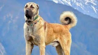 ANADOLU ASLANI ANATOLIAN SHEPHERD DOG | AHALİ KANGAL ÇİFTLİĞİ VE SAHİBİNİN HİKAYESİ