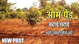 आम पेड़ की कटाई छटाई क्यो जरूरी कैसे करें। #pruning #pruning_benefits #mango #aam #agriculture