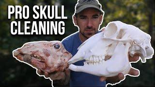 Skull Cleaning Using Maceration