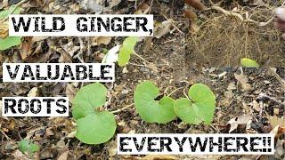 Wild Ginger, Valuable Roots Everywhere!