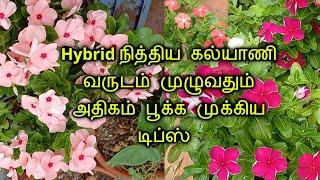 நித்திய கல்யாணி வளர்ப்பு| Vinca USES & Side effects | Nithya Kalyani plant care in Tamil