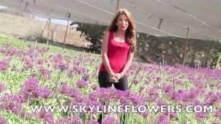 Allium - beautiful on a California flower farm