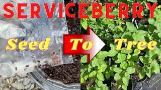 How to Grow Serviceberry from Seed from Start to Finish