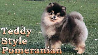 Cute Pomeranian dog Teddy Bear style. 015 #pomeranian #cutepomeranian #pomeranianpuppy