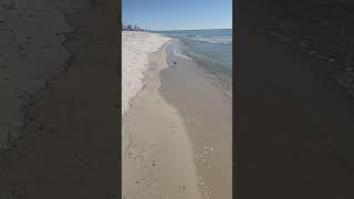 Beach Walk with a Feathered Friend