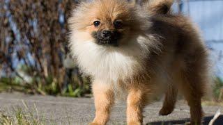 Pomeranian Life Hacks Tips for Pomeranian Owners