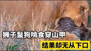 狮子鬣狗捕食穿山甲，结果却无法下口，最后只能无奈放弃