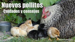 "Gallina Feliz cría hermosos pollitos en casa. (Cuidados y consejos ) "El Rincón del Soguero""