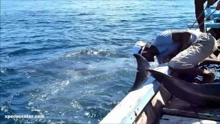 dolphin hunting, Lamalera, Lembata Island, Indonesia, part 2