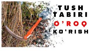 Tushda O'roq Ko'rish Tabiri