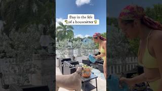 Day in the life of a housesitter #petsitter #dayinthelife