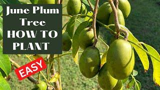 June Plum Tree:  How to Plant