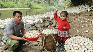 Harvest Ducks Eggs Goes To The Market Sell - Gardening and cassava/XuanTruong.