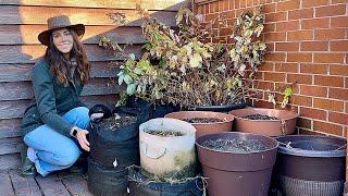 Overwintering Potted Plants🪴 I Use A Few Different Methods