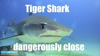 Dive Bahamas #11 - Tiger Shark dangerously close - Hans-Peter Endler