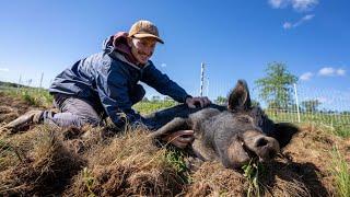 Pigs at PEC's Community Farm!