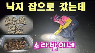 수도권 낙지 잡으로 갔는데 소라밭이 #소라손질법