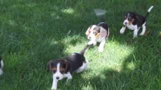 Beaglier Puppies - www.greenfieldpuppies.com