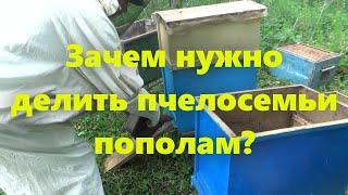 Пчеловодство для начинающих: работа на пасеке, деление семей пополам, и что пасека имеет от этого.