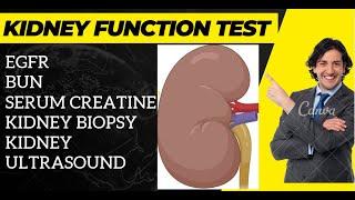 Kidney Function Test | Renal Function Test | @BiologyLectures |
