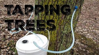 Making Maple Syrup - Tapping Trees