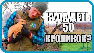 КУДА ДЕТЬ 50 КРОЛИКОВ? ОПТИМИЗАЦИЯ У ДОМА В ДЕРЕВНЕ