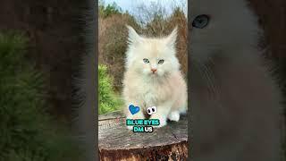 Exclusive Maine Coon kitten! Red silver coat and mesmerizing blue eyes. DM us to learn more!