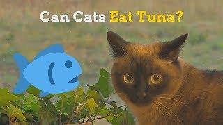 Can Cats Eat Tuna | How Healthy Is This Fish for Your Kitten