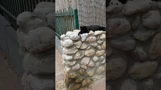 Пантера отдыхает на камнях  Смешные коты  Panther relaxing on stones  Funny cats  Nice animals 