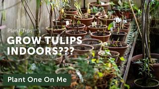 Growing GEOPHYTIC TULIPS Indoors — Ep. 400