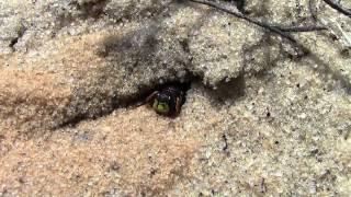 Parisitoid Wasp Diggin!!