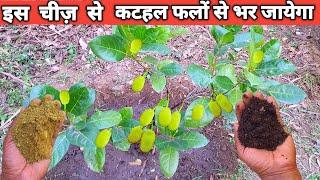 How to get more fruits from jackfruit plant|Organic Fertilizer for fruit tree| Jackfruit Fertilizer|