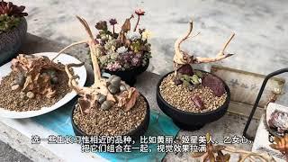 多肉植物怎么养才爆盆？诚品绿仓教你10个秘诀，轻松打造高颜值肉肉花园！