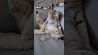 잃어버린 땅콩을 만들어 주었더니 고양이 반응 #cat #고양이 #고양이일상 #funny
