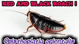 Keeping Local Forest Roaches at Home - Opisthoplatia orientalis, the Red and Black Cockroach
