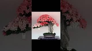The Best Bonsai Azalea! Siga nosso perfil e acompanhe nossas postagens! #bonsai #bonsaifacilrs #br