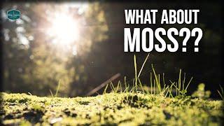 Can You Get Rid Of Moss In A Lawn??