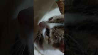 cat mao - mao- cat vdeo - cat #shorts #love #cat