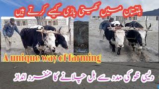 Ploughing field using Bull  Ox or Animal the field |Local Desi tareeqy se hal |Traditional ploughing