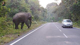 Beauty Of Dooars & Elephant.