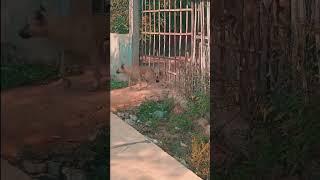 Chó khôn và chó khoẻ