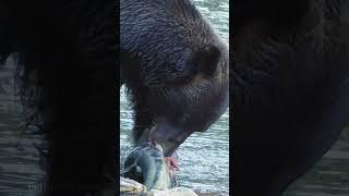 Bear Eating Salmon