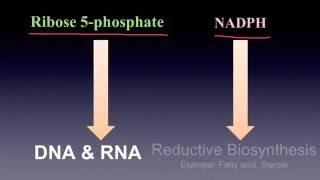 Pentose Phosphate Pathway