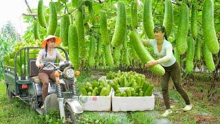 Use 3-wheeled Truck Harvesting Lots Of Gourds Goes To Village Market Sell | Phương - Free Bushcraft