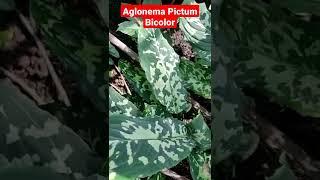 Aglonema Pictum Bicolor #rareplant #exoticplant #aglonema #aglonemamurah #aglonemalovers