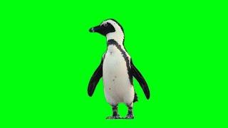 Cute Penguin Bird Green Screen Background Stock Footage HD || No Copyright