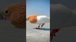 Pigeon flying Kabootar ki video #kabootar #shorts #short #youtubeshorts