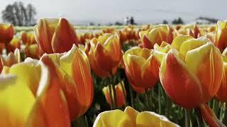 Wooden Shoe Tulip Farm in Woodburn, Oregon in April, 2022