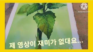 해바라기잎 그리기/해바라기잎 수채화/Sunflower Leaves painting/